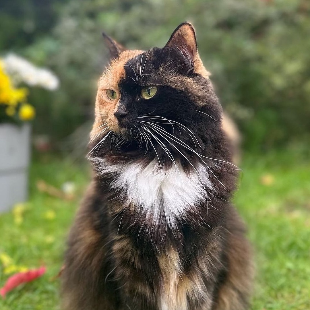 Real Cat