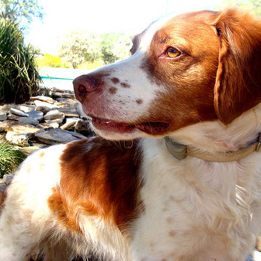 ImageNet example