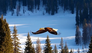 LongLive, bird over snowy forest, 5–8 seconds