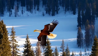 LongLive, bird over snowy forest, 9–12 seconds