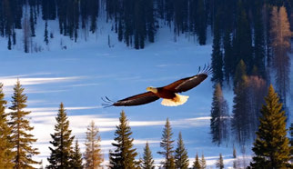 LongLive, bird over snowy forest, 13–15 seconds