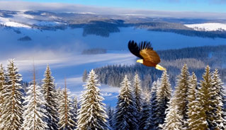 RewardForcing, bird over snowy forest, 13–15 seconds