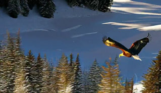 TANGO, bird over snowy forest, 5–8 seconds