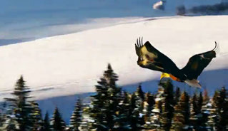 TANGO, bird over snowy forest, 9–12 seconds