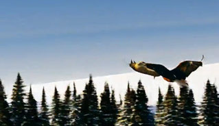 TANGO, bird over snowy forest, 13–15 seconds